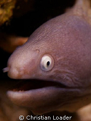 White-Eyed Moray Eel

At Paradise2, Mabul island, Sabah. by Christian Loader 